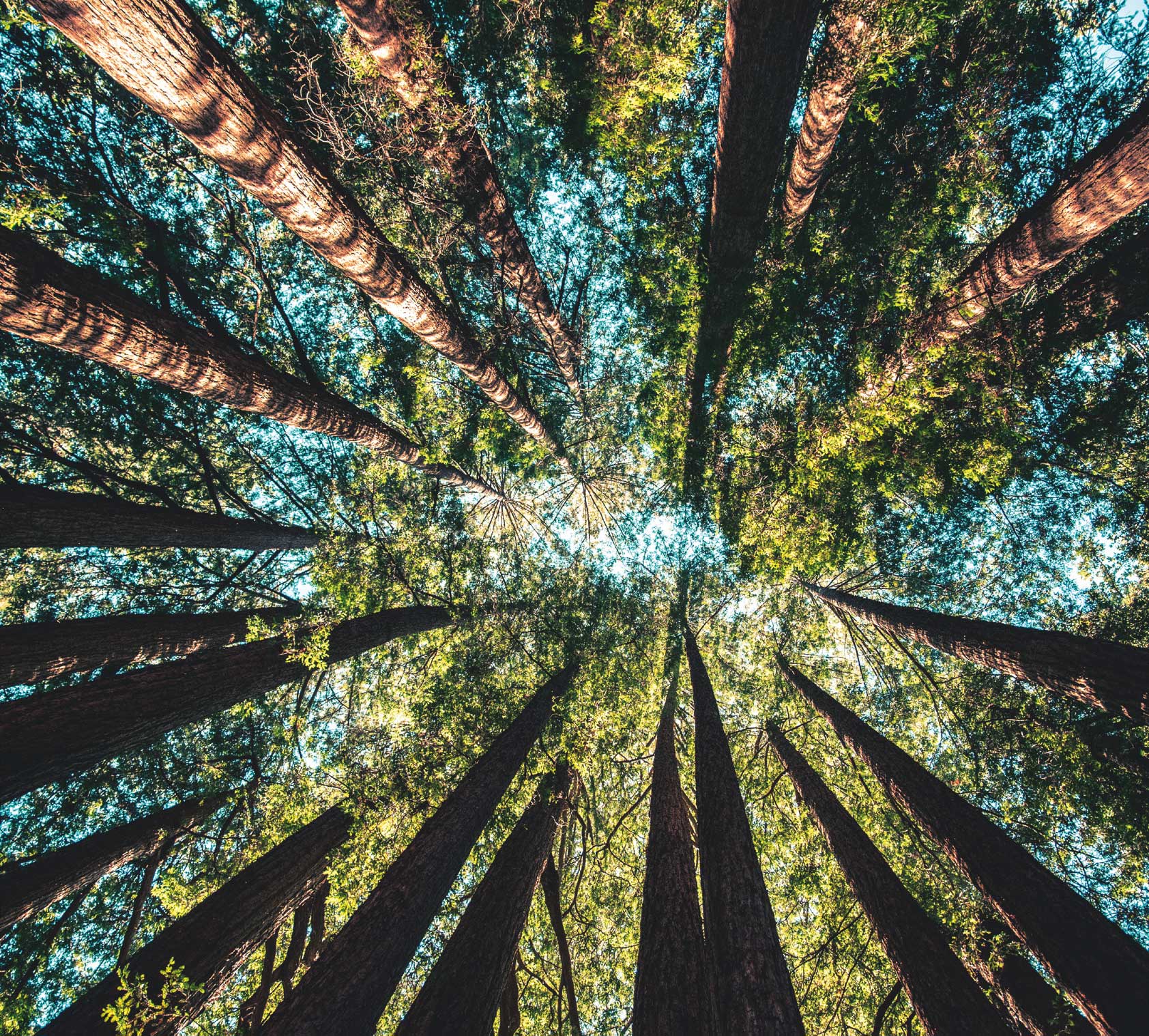 Forest Image